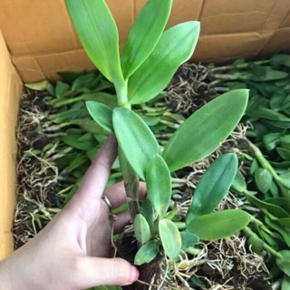 Cây giống Denro màu cao 15-25cm