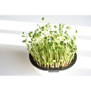 Hạt giống VitaHiro 150gr