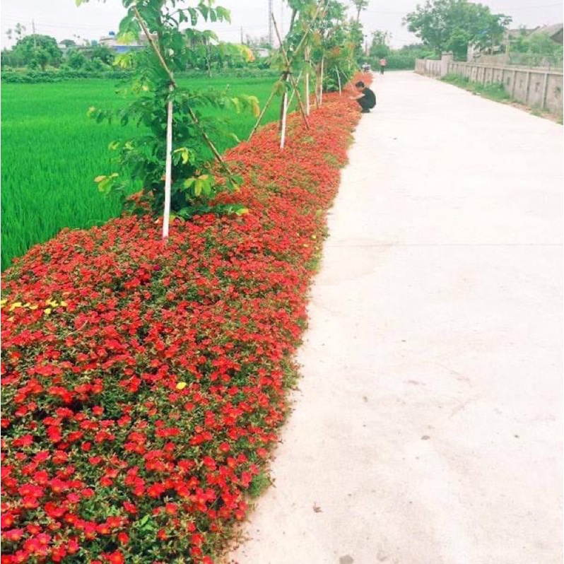 1 kg cành hoa sam đơn và sam kép