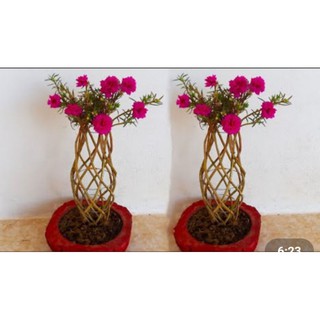 1KG CÂY HOA 10 GIỜ thái