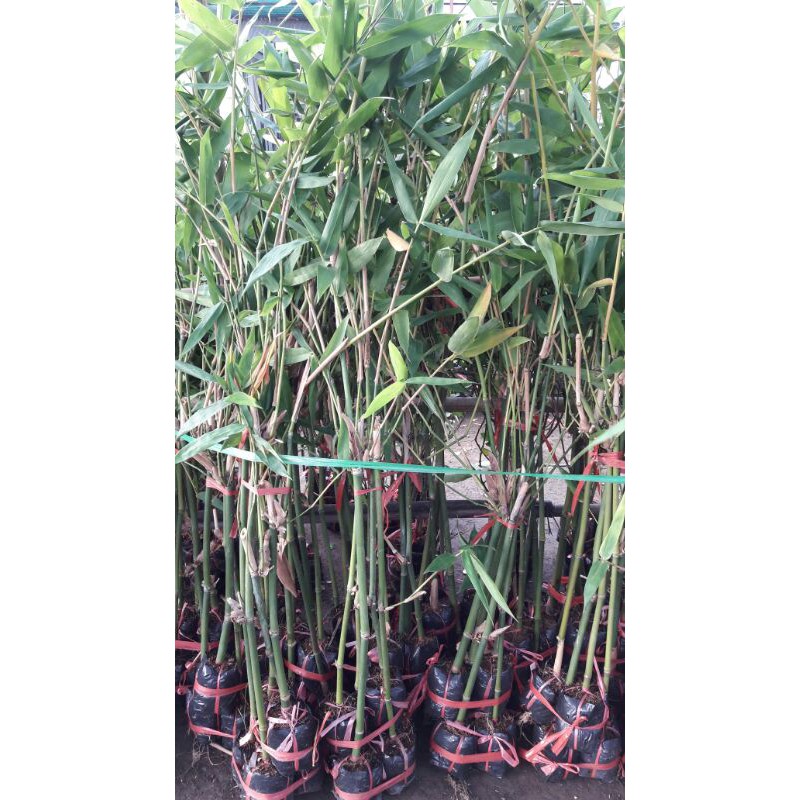 Cây giống tre Tứ Quý và Tre Mạnh Tông