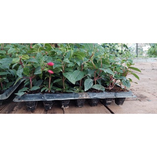 5 Cây giống Hoa Lồng Đèn