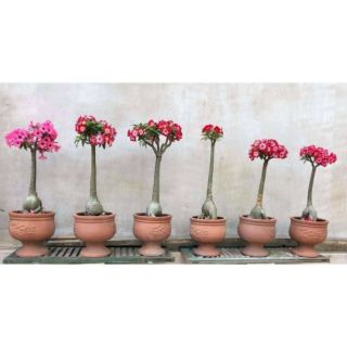 Cây sứ kép Thái   (cây con gieo từ hạt)