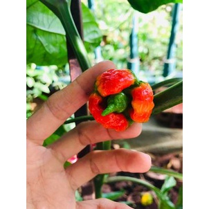 Hạt giống ớt Dragon’s Breath