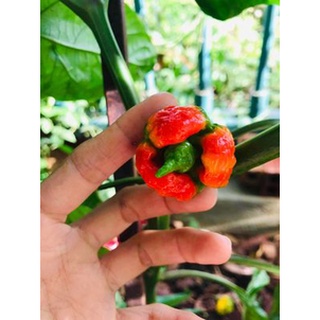 Hạt giống ớt Dragon’s Breath