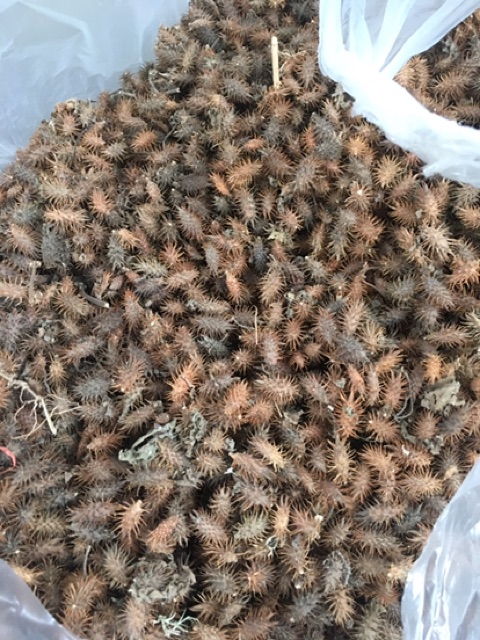 Combo 500gram kỷ tử, 500gram ké ngựa, 200gram cam thảo