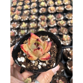 Sen đá Đế Vương 4cm