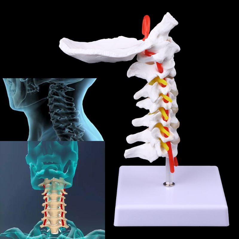Wer Mô Hình Cột Sống Giải Phẫu Cột Sống Động Kích Thước Lớn
