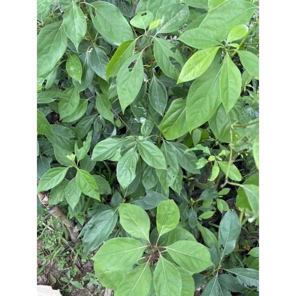 Cây Giống Xá Xị