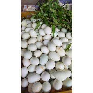 Hột vịt lộn 10 trái kèm rau răm
