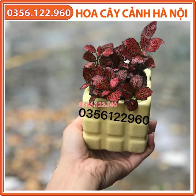 Chậu cây cẩm nhung đỏ (cả chậu sứ tuỳ chọn)