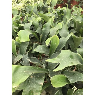 Cây ổ rồng ( Size lớn và bé)