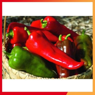 Hạt giống ớt sừng ngọt - 30 hạt