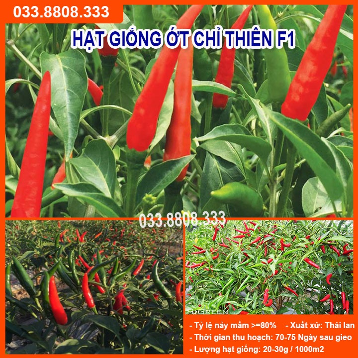 Hạt giống ỚT CHỈ THIÊN F1 0.5gram Rất Cay - Nảy mầm tốt
