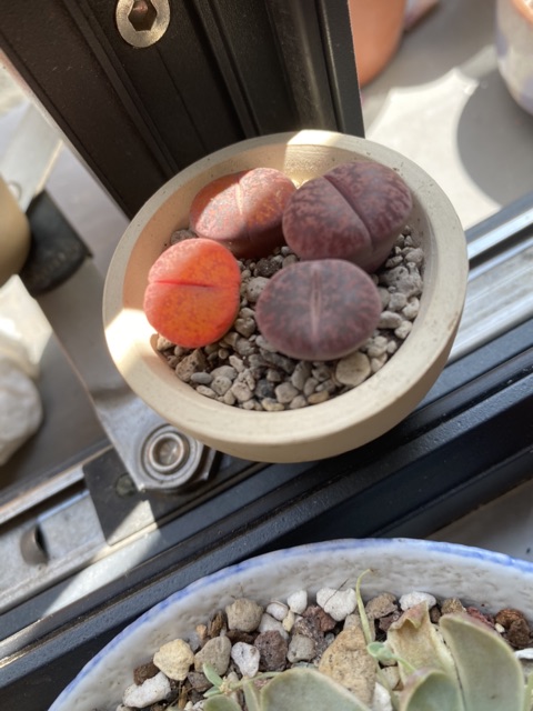 Lithop sen mông thạch lan