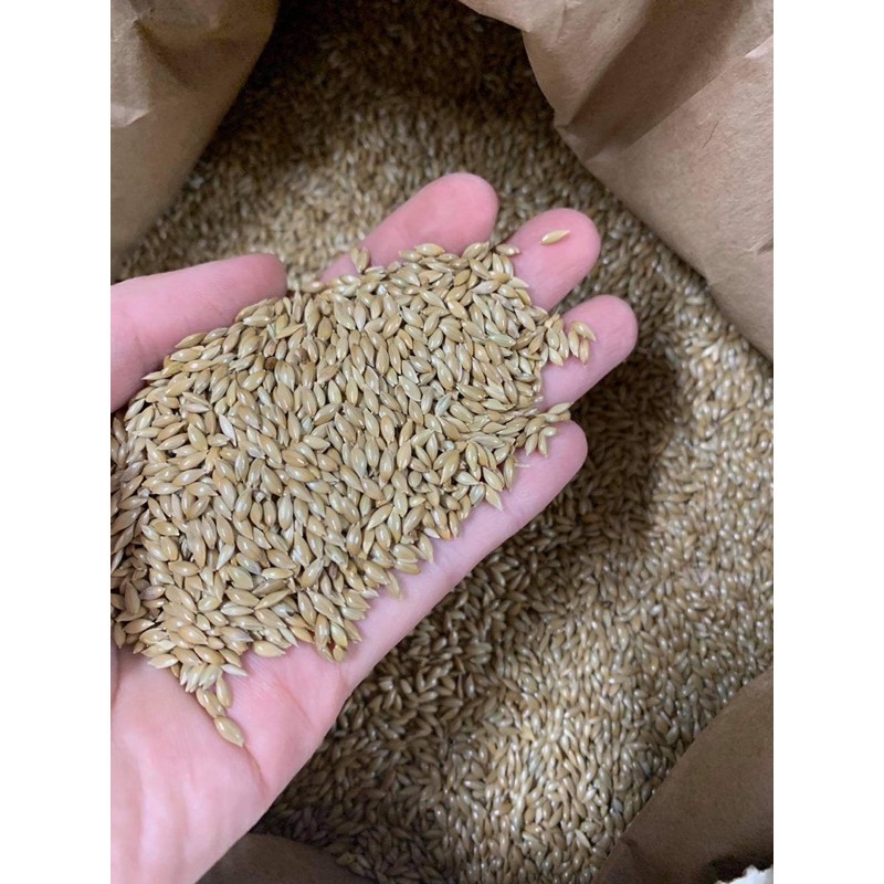 Hạt Láng cho vẹt