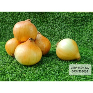 Củ Hành Trắng - Hành Tây (1kg)