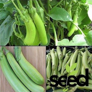1G - Hạt Giống Cà phổi Sọc Lem Lai
