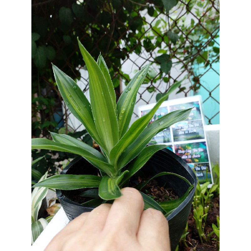 Trúc Bách Hợp, chậu cây giống cao 20cm