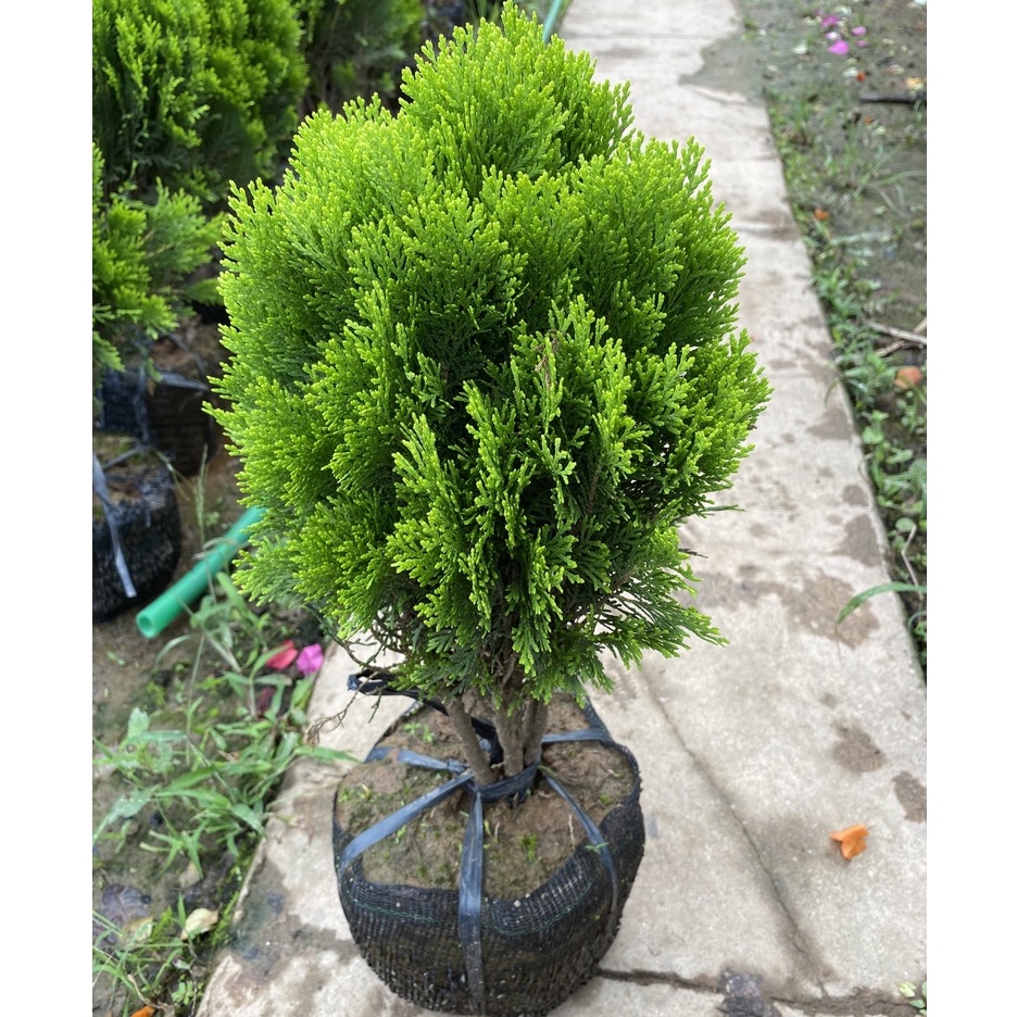 Cây trắc bách diệp trồng bịch cao 35-40cm nhiều tán lá xanh sum xuê mang lại bình an cho gia chủ