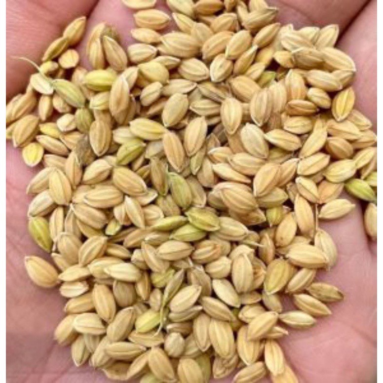 lúa tròn, nhật bản. lẻ 5kg