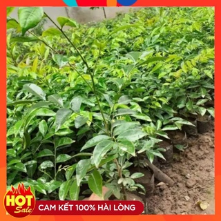Cây Mắc Mật Giống ( 5 Cây ) Lá Làm Gia Vi Nướng Thịt