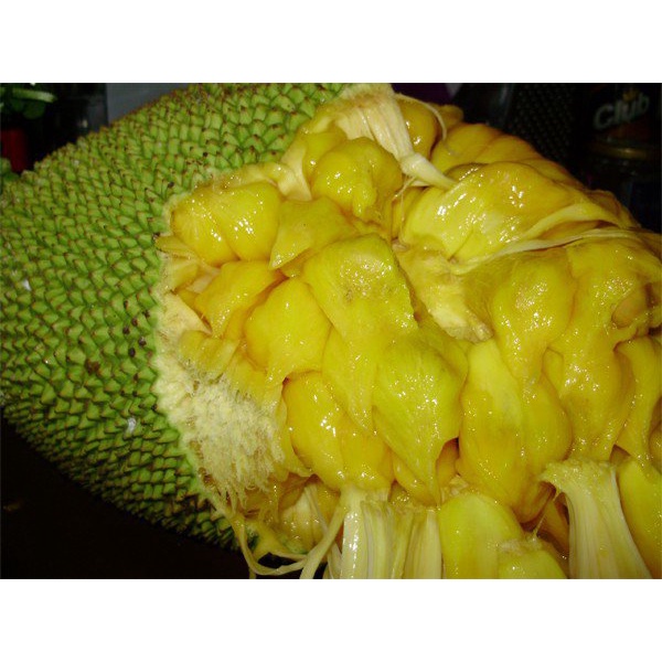 CÂY GIỐNG MÍT TỐ NỮ SIÊU SỚM