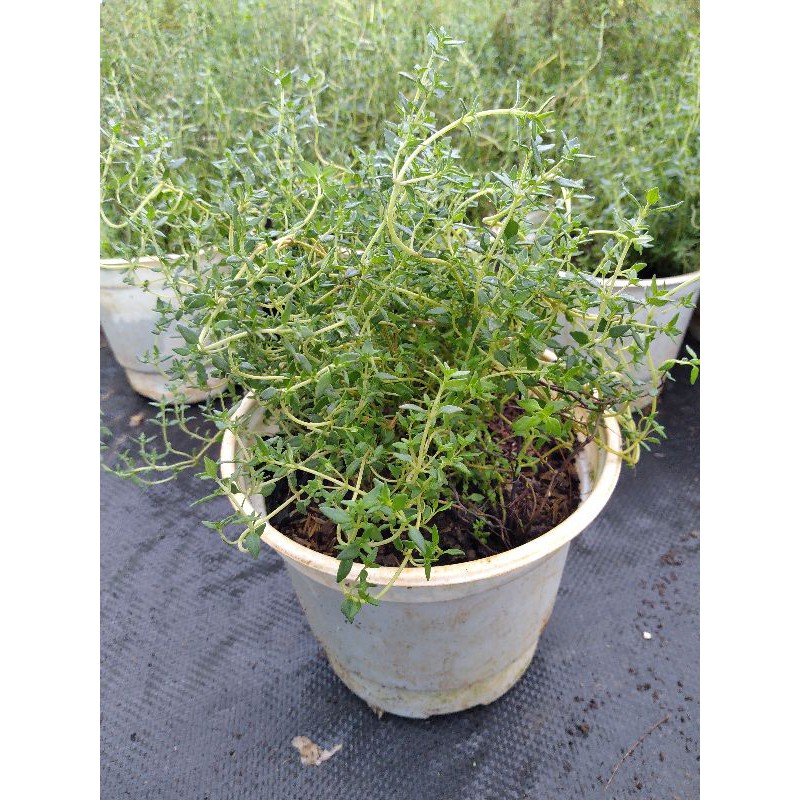 Cây (Thyme) xạ hương dòng cây gia vị âu tiêu chuẩn