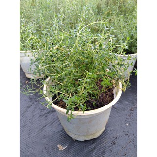 Cây (Thyme) cỏ xạ hương🪴🪴🪴
