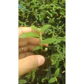 Combo 10 cốc giả hạc, phi điệp gieo hạt