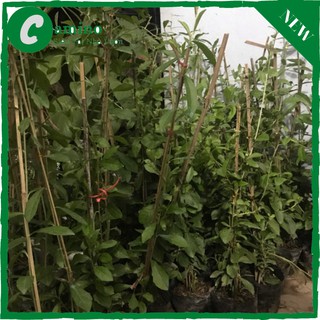 Combo 4c cúc tần ấn độ và 1 chậu nhựa thông minh 48cm