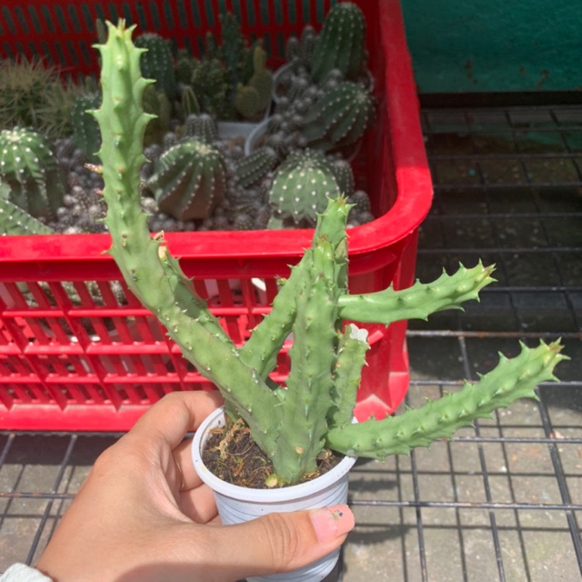 XƯƠNG RỒNG SAO BIỂN