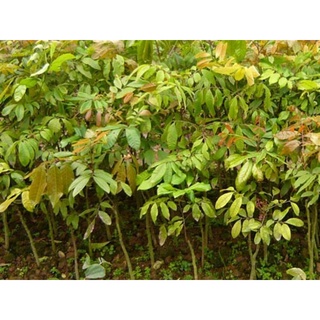 CÂY GIỐNG NHÃN LỒNG (SIÊU SỚM)