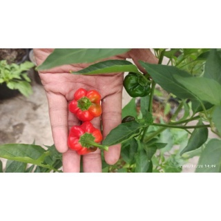 10 hạt giống ớt bí ngô