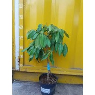 Cây Giống nhãn siêu trái (hay gọi là nhãn Hồng Phúc)