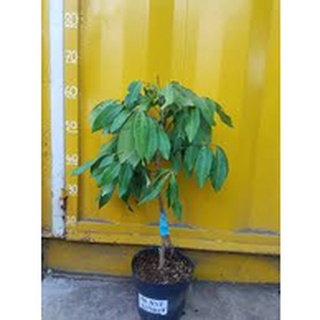 Cây Giống nhãn siêu trái