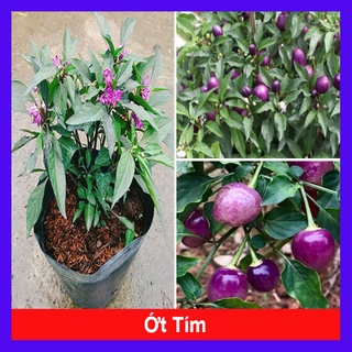 Cây Ớt Tím - cây ớt cảnh - caykiengsadec