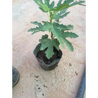 [Xả - Cắt Lỗ ] Cây Giống Sung Mỹ Trồng 8 Tháng Có Quả (Quả Siêu Ngọt, Giống Chuẩn F1)