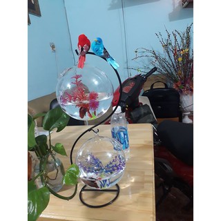 Hồ  cá mini đôi chữ S cỡ to 36 ( Tặng kèm combo phụ kiện trang trí )