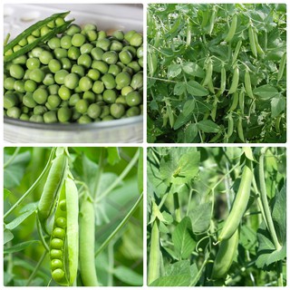 Hạt giống đậu hà lan cao sản f1