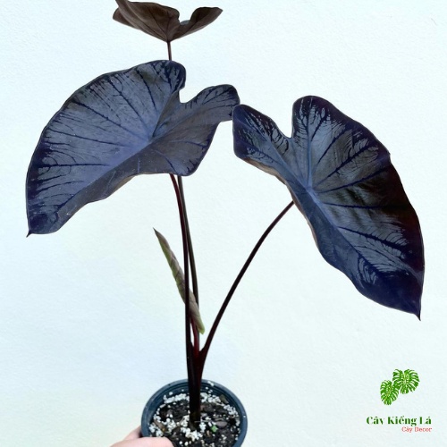 Colocasia Black Coral  lá hình tim lớn,màu đen bóng ánh san hô lắp lánh rất cuốn hút,nổi bậc không gian