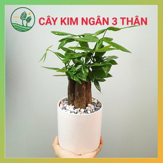 Cây Kim Ngân 3 Thân - Chậu Nhựa