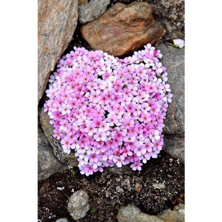 Chuẩn hoa tết 🌸hạt hoa leo đá đủ màu