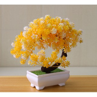 chậu hoa bon sai để bàn