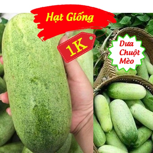 Deal 1K - 20 Hạt Giống Dưa Chuột Mèo - Tập Trồng Rau Tại Nhà