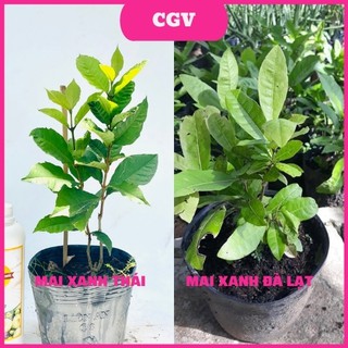 Cây giống hoa mai xanh thái, Cây hoa mai xanh thái lan hàng nhập khẩu ra hoa quanh năm nói không với hoa mai xanh Đà Lạt