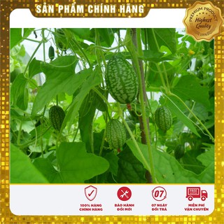 Hạt giống Dưa Hấu Mini 10 Hạt