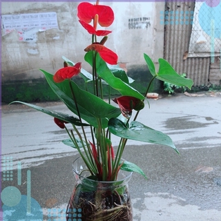 Chậu Hồng Môn Thuỷ Sinh