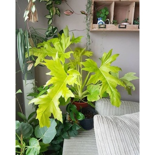 Cây Philodendron warscewiczii ‘Aurea flavum’