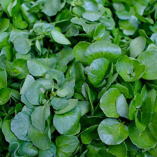 0.5gr - HẠT GIỐNG RAU XÀ LÁCH XOONG